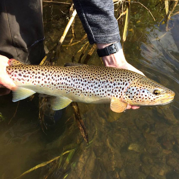 Liam Stephen, fly fishing guiding on the rivers Don and Deveron in Scotland
