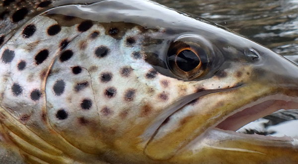 River Don Brown Trout