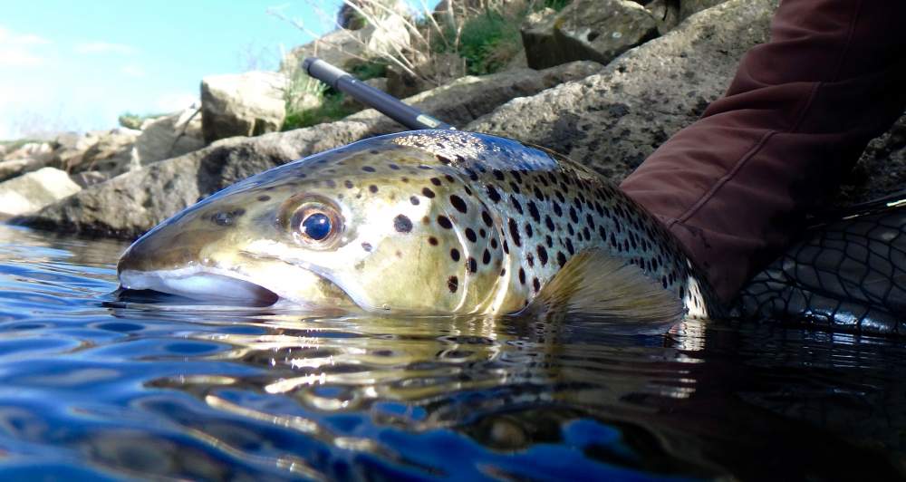 Fishing The Fly Scotland - riser2