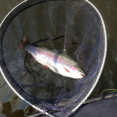 haddo 5lb rainbow