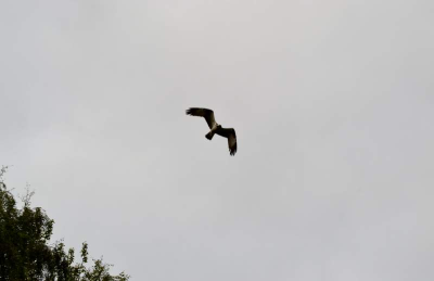 haddo osprey