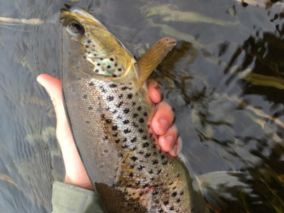 Brown trout