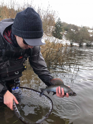 First ever grayling