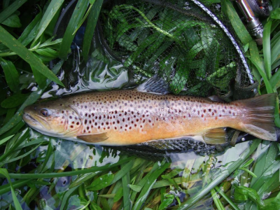 Suffolk trout