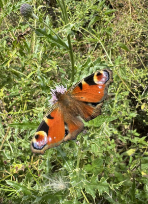 peacock