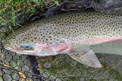 Rainbow Trout - Lochter