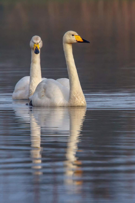 Lochter Report- Swanning Around at Lochter