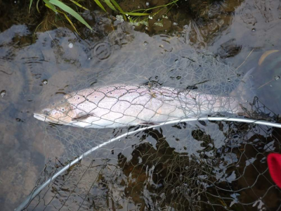 waterside salmon