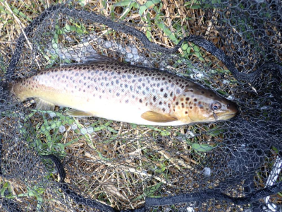 Ythan seatrout