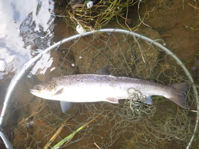 river don grilse