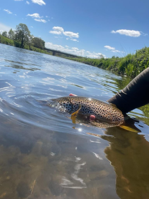 4lb Brown Trout3