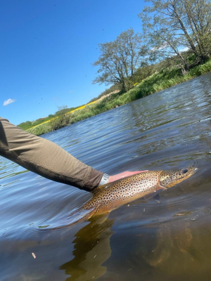 4lb Brown Trout4